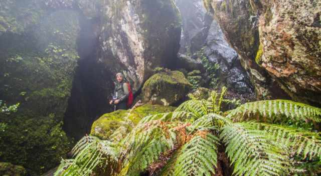 New England Gondwana Rainforest experienced on a hike