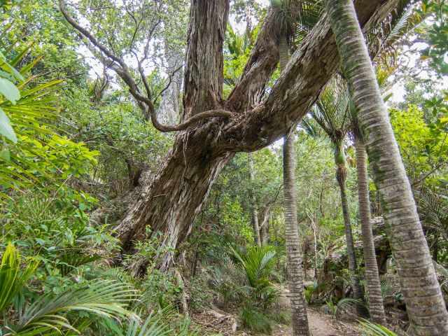 A narrow forest path leading to New Chums Beach, surrounded by dense trees and tropical vegetation.