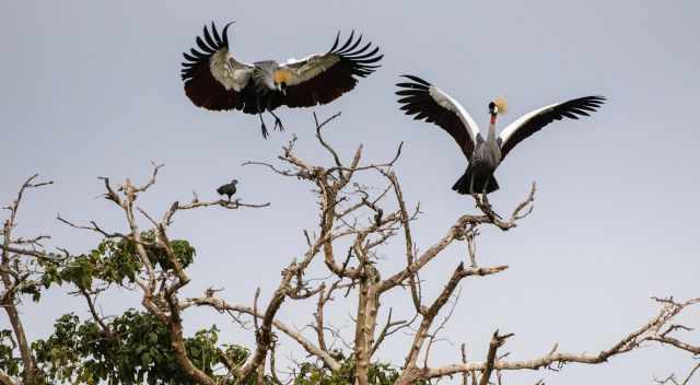 Grey crowned cranes in the canopy
