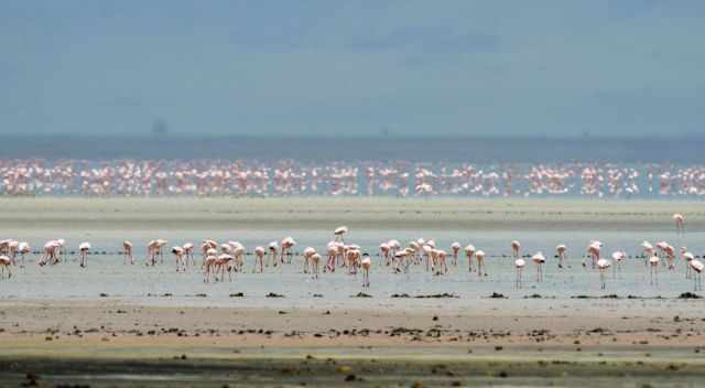 Flamingos in the Lake Magadi in the middle of the crater