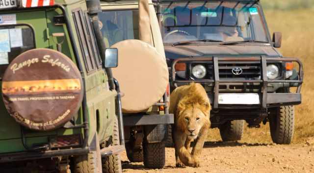 Peak season in Ngorongoro Crater - jeeps are following a lion