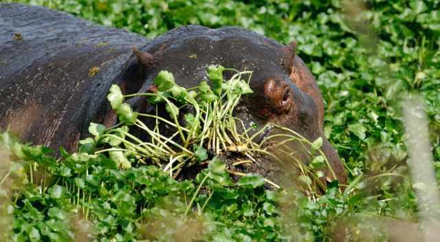 Hippos in a small pond in the southern part of the crater