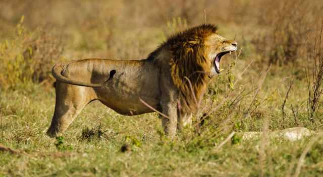 Lion yawning