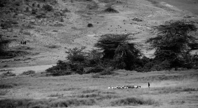 The Maasai tribe in the crater black and white picture