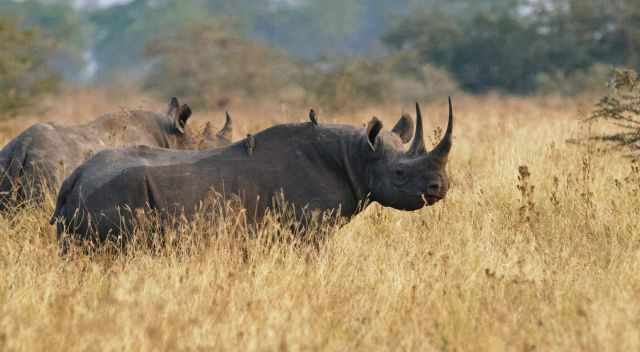 Black Rhinos