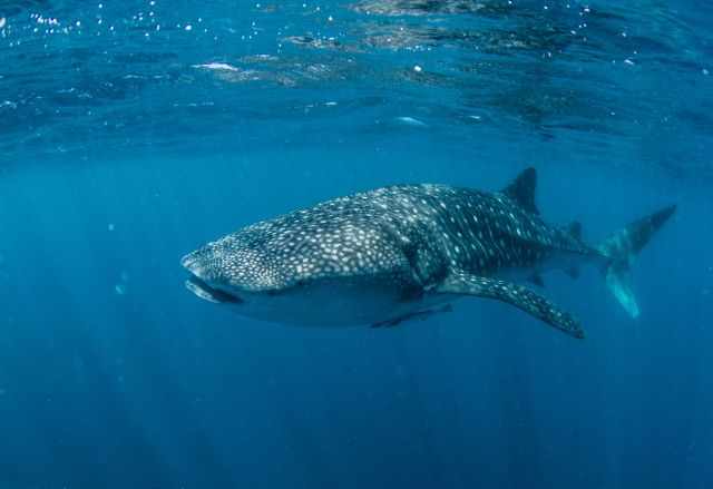 Whale shark swimming in clear blue water with sunlight reflecting across its spotted back at Ningaloo Reef.