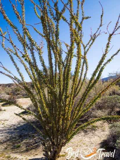 A huge Ocotillo plant