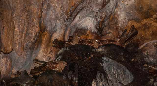 Oilbirds in Cumaca Cave during the day