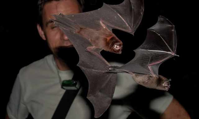 Bats in front of a man's face