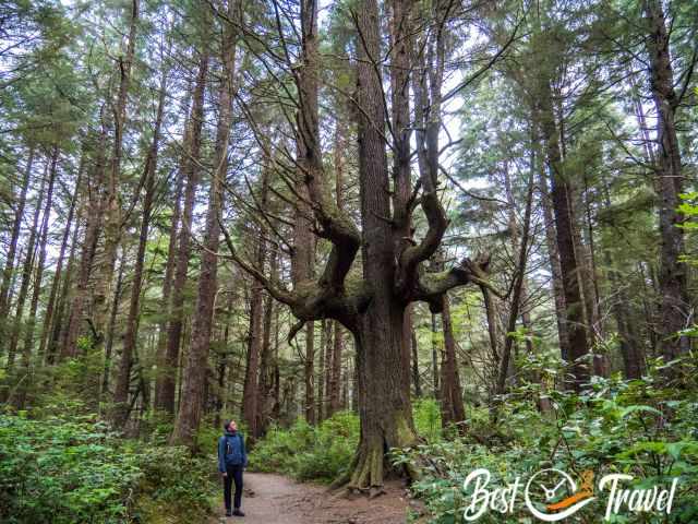 An old growth tree in the Olympic National Park.