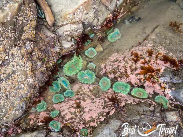 A tidepool at Rialto Beach