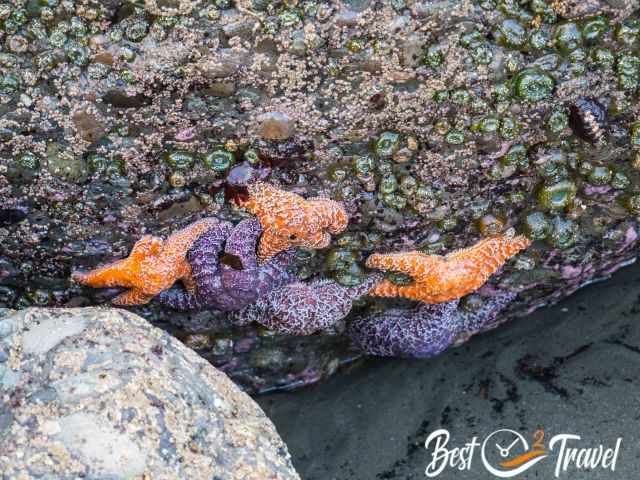 Orange and red ochre sea stars and closed anemones at low tide