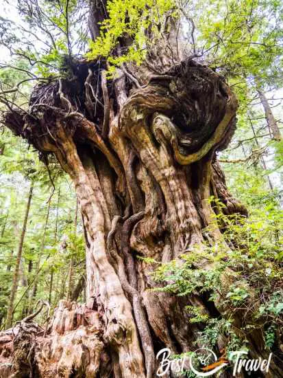 An immense cedar tree in the Olympic National Park