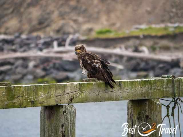 A zoom shot of a young American Sea Eagle