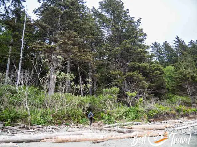 A visitor leaving Second beach and heading back into the forest.