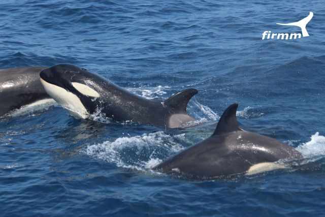Three orcas in the Strait of Gibraltar.