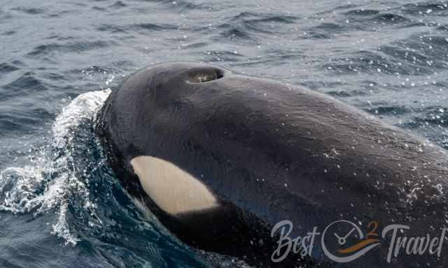 Orca close to the boat