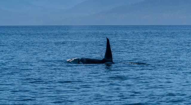 The huge fin of a big orca