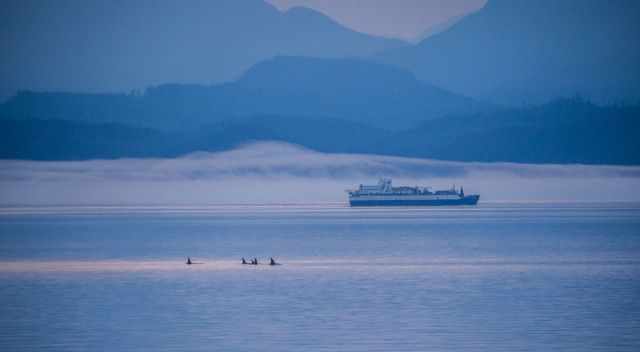 Orcas in front of a ferry boat