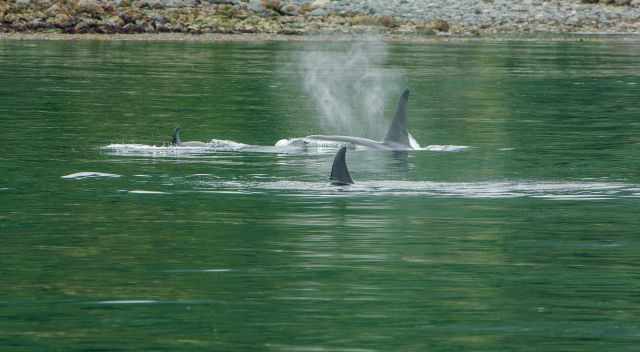 3 orcas close to the shore and pebble beach Vancouver Island