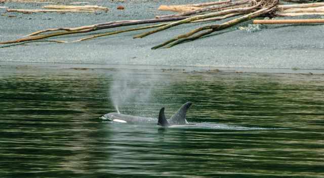 2 Orcas close to the pebble beach on Malcolm Island