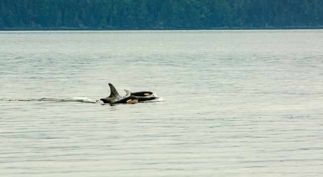 Orcas close to the shore in the evening