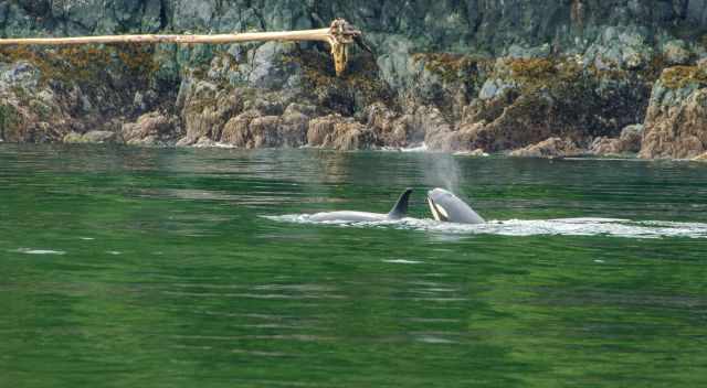 Orcas close to the shore of Vancouver Island