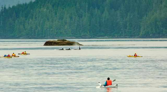 A group of orcas close to a guided kayak tour at Vancouver Island