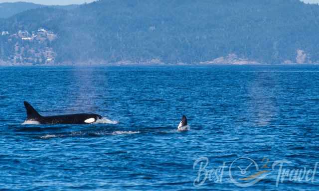 Transient Orcas in Vancouver Island