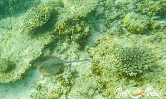 Bluespotted ribbontail ray searching for food on the ocean floor