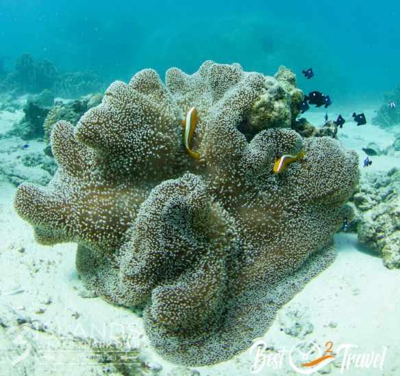 Clown fish in and around a coral.