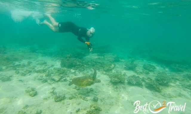 A snorkler and a green sea turtle