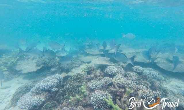 A huge school of fish