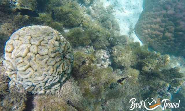 A brain coral at Oyster Stacks