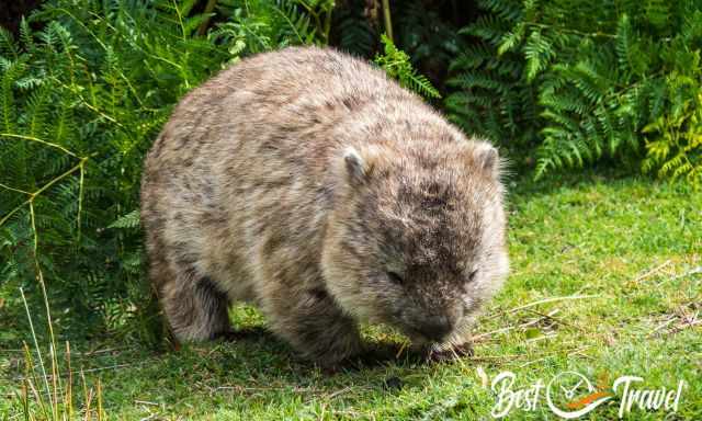 A wombat feeding on Maria Island