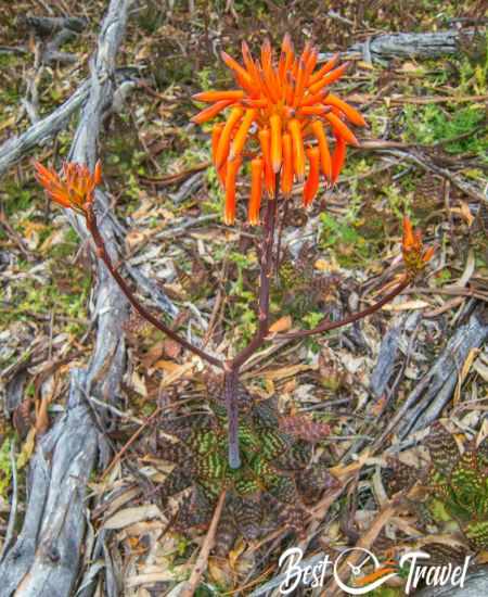 An orange plant in bloom