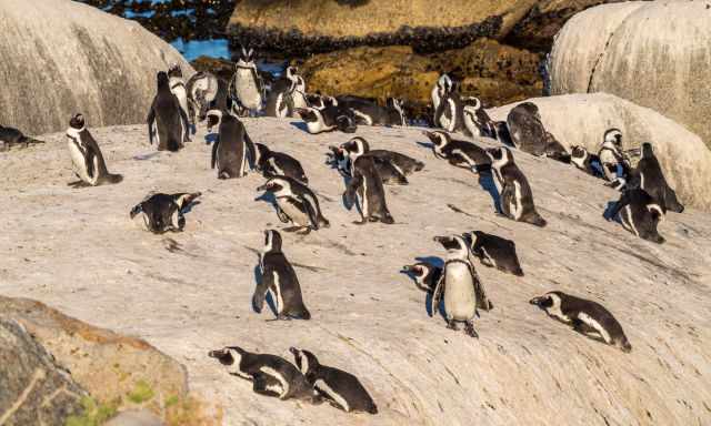 Penguins enjoying the last sunlight on huge boulders