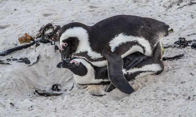 Mating penguins next to their nest.