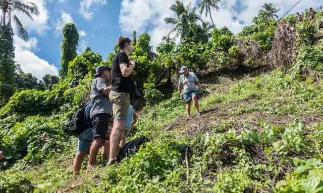 A small group watching the land diving.