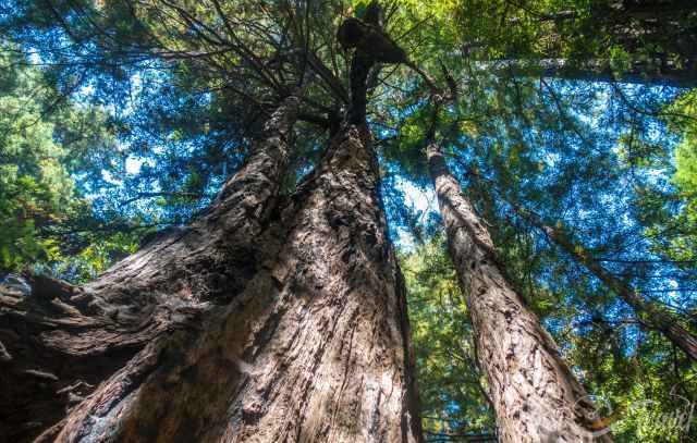 A group of huge redwoods