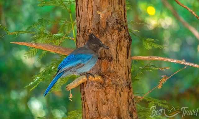 Bird Steller's Jay, a blue bird in the tree