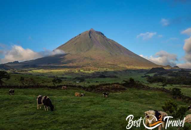 Grazing cows in a green pasture with Pico Mountain rising steeply in the background under a blue sky.