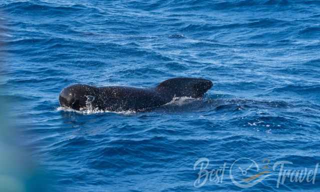 A pilot whale far above the surface