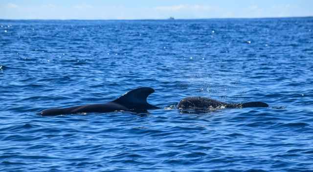 Pilot Whales