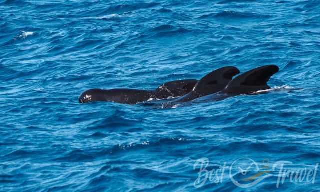 A group of pilot whales resting on the surface of the sea.