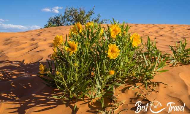 Wildflowers rough mouldedear in Coral Pink Sand Dunes