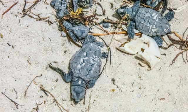 Hatchlings are digging out of their nest