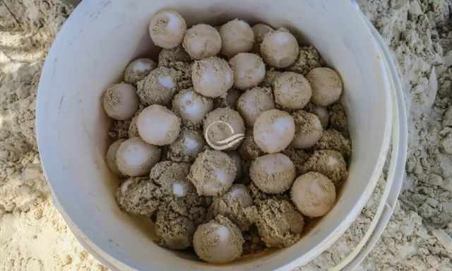 Turtle eggs dig out and put in bucket for protection