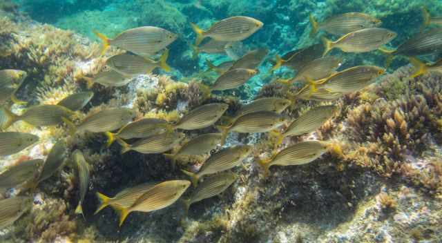 A huge school of fish in the bay of Tufia