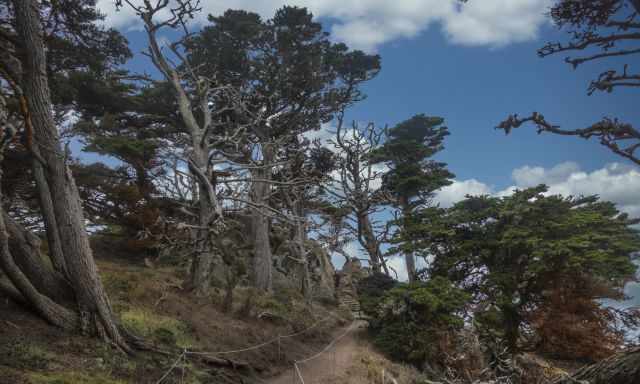Hiking Trail through cypress trees along the coast in Point Lobos